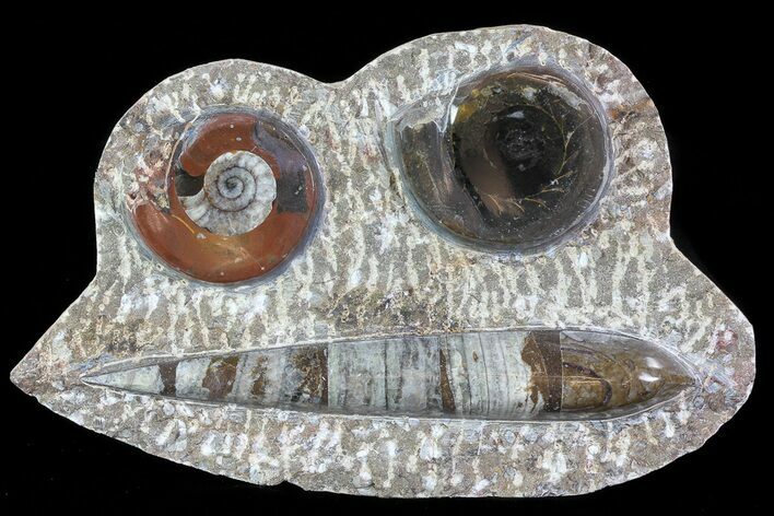 Fossil Goniatite & Orthoceras Display #77197
